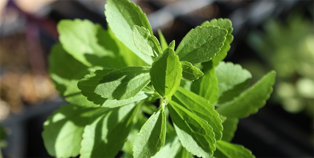 stevia