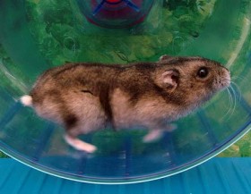 hamster