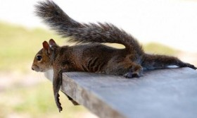 squirrel
