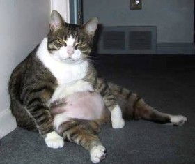 fasting8