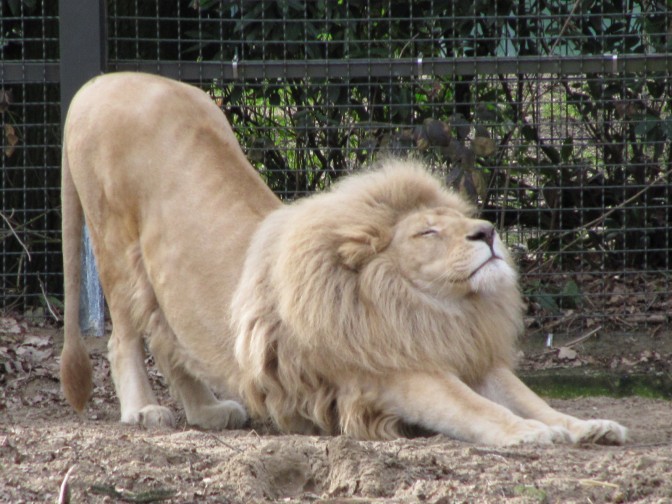 Lion_stretching