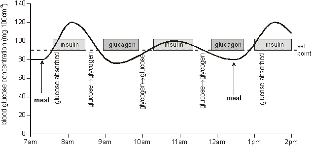 Homeostasis