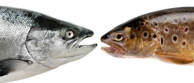 Dette trenger du å vite om omega-3