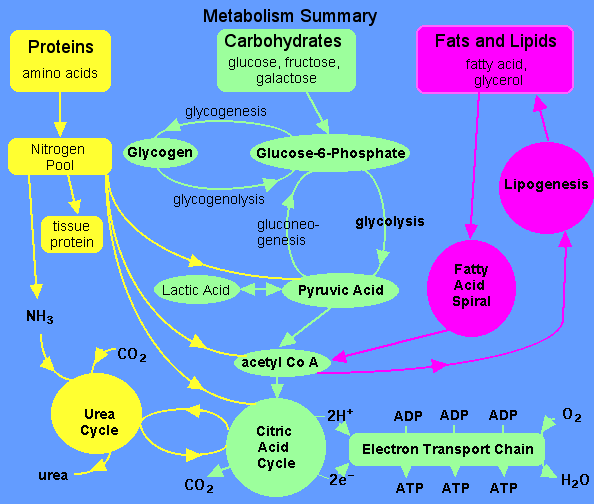 590metabolism